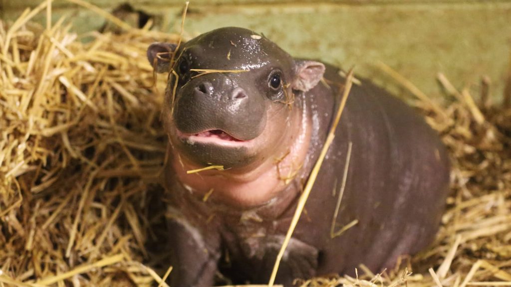 Close-up of baby pygmy hippopotamus resting in golden hay with wet shiny skin wildlife wallpaper