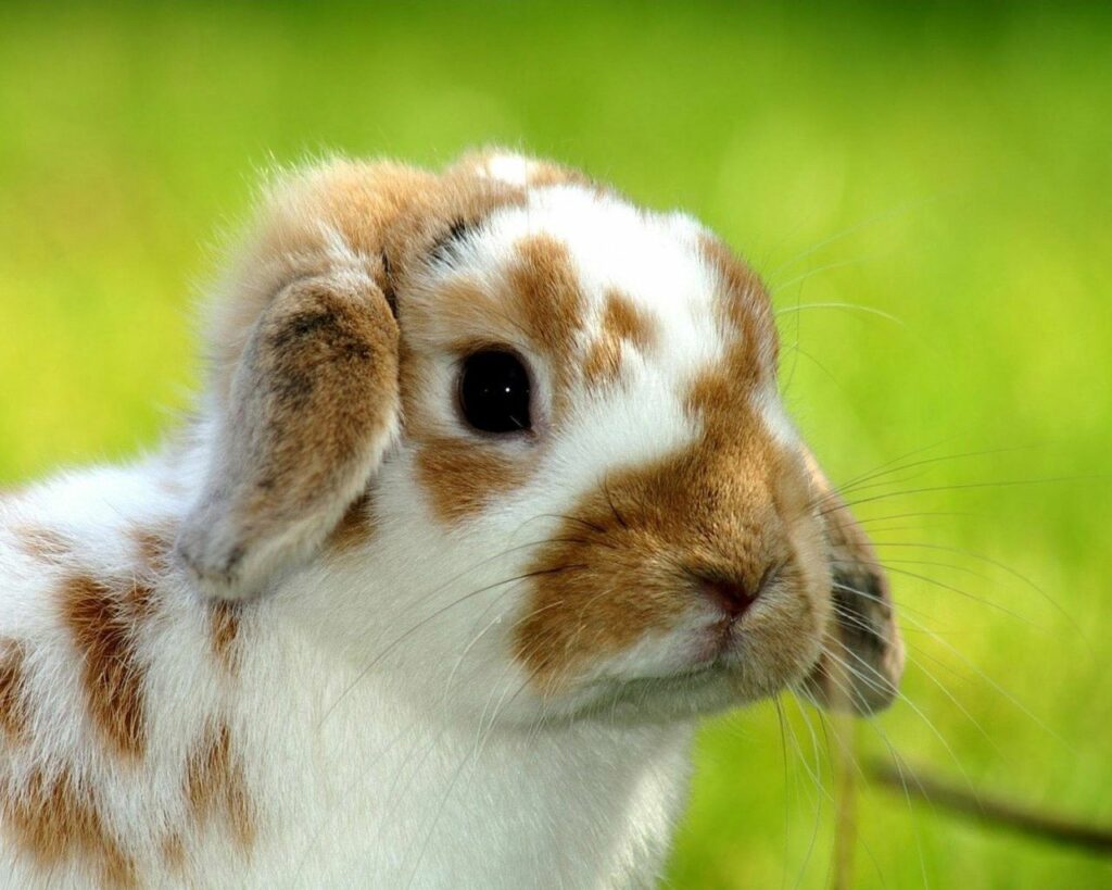 Adorable Spotted Baby Rabbit Wallpaper on Serene Green Background