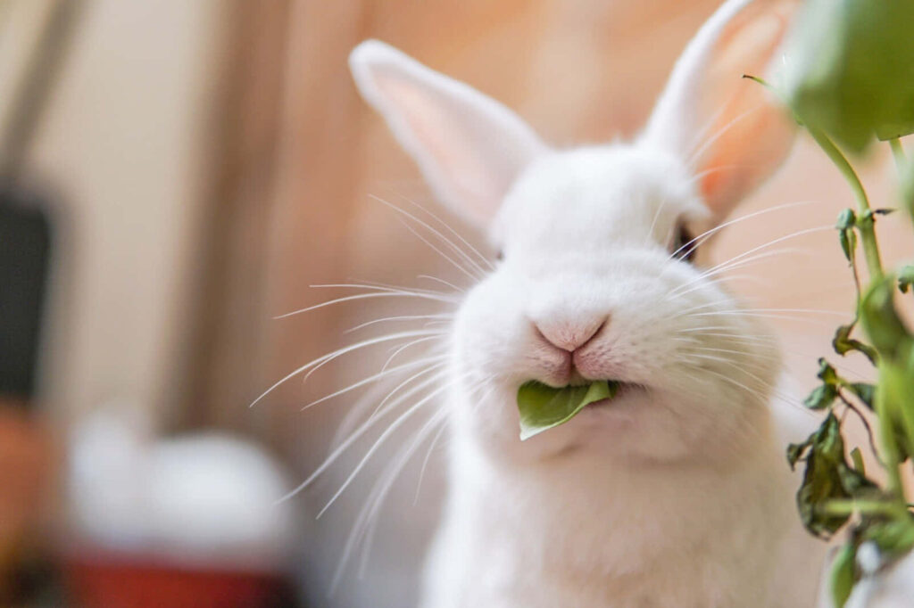 Adorable Baby Rabbit Munching Leaf - Nature Wallpaper