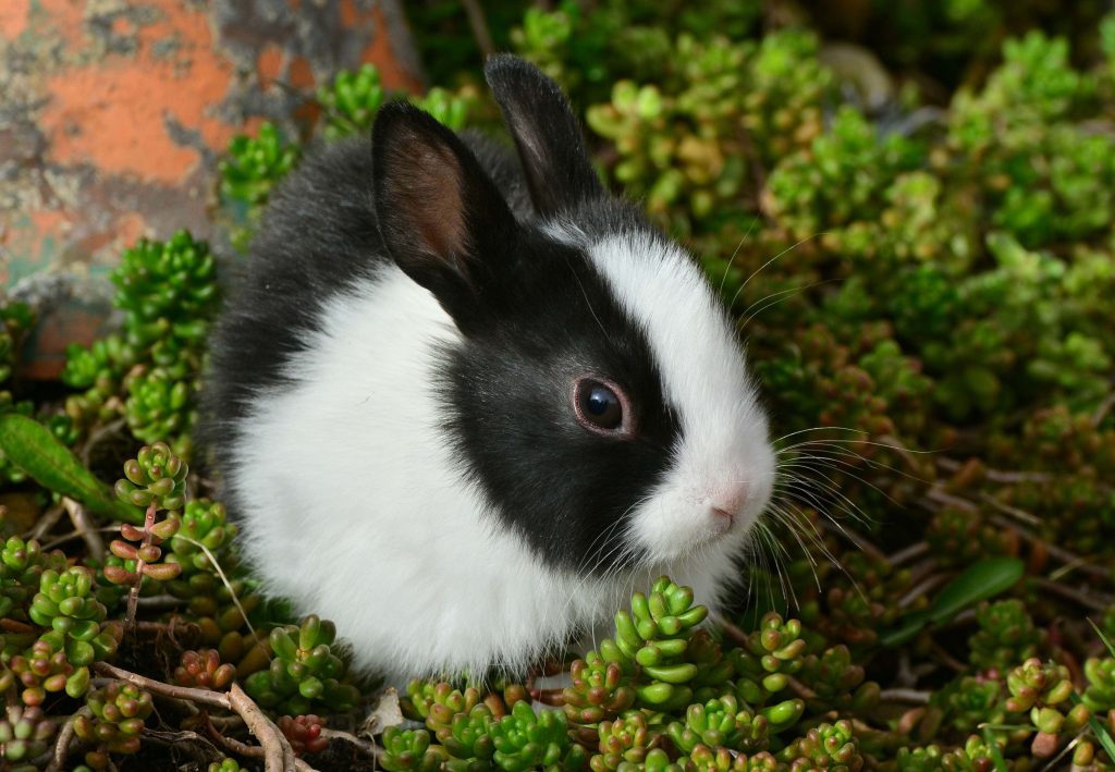 Fluffy black and white baby rabbit resting among green succulents with soft natural light wallpaper
