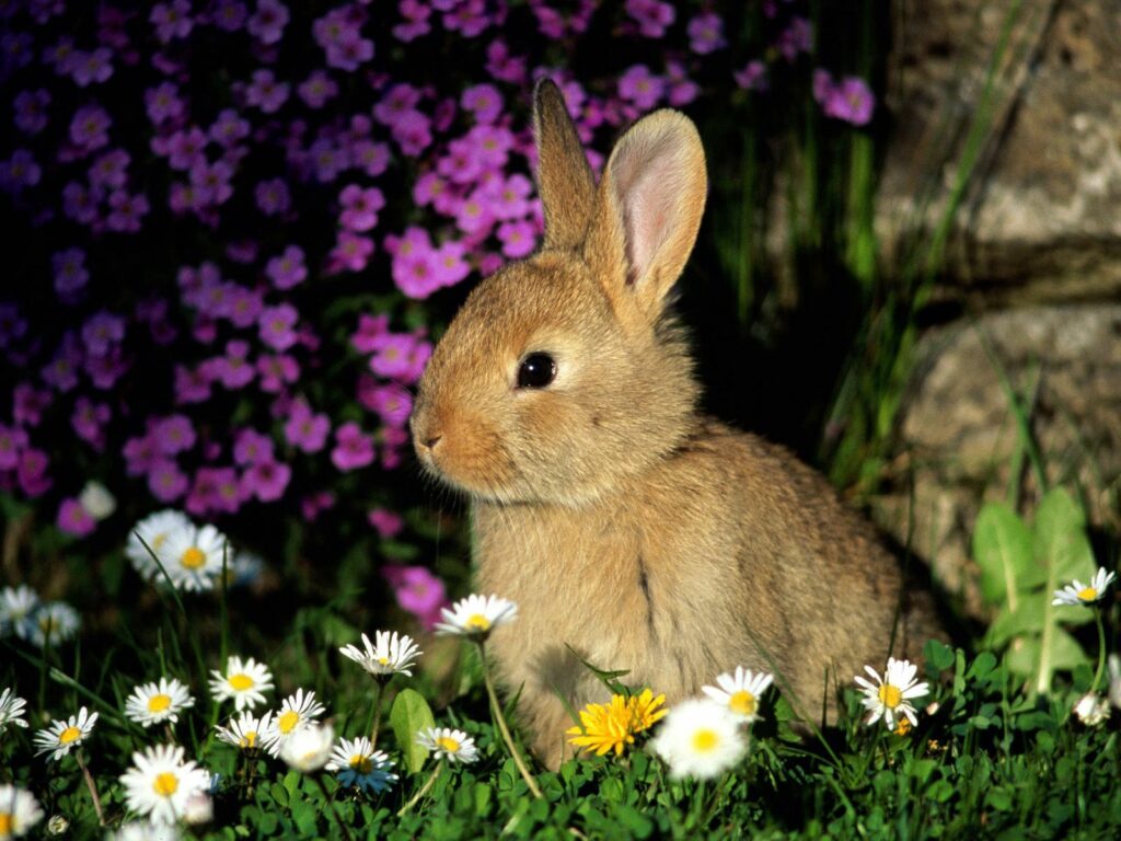 Adorable Baby Rabbit Wallpaper: Serene Green Grass & Vibrant Blooms