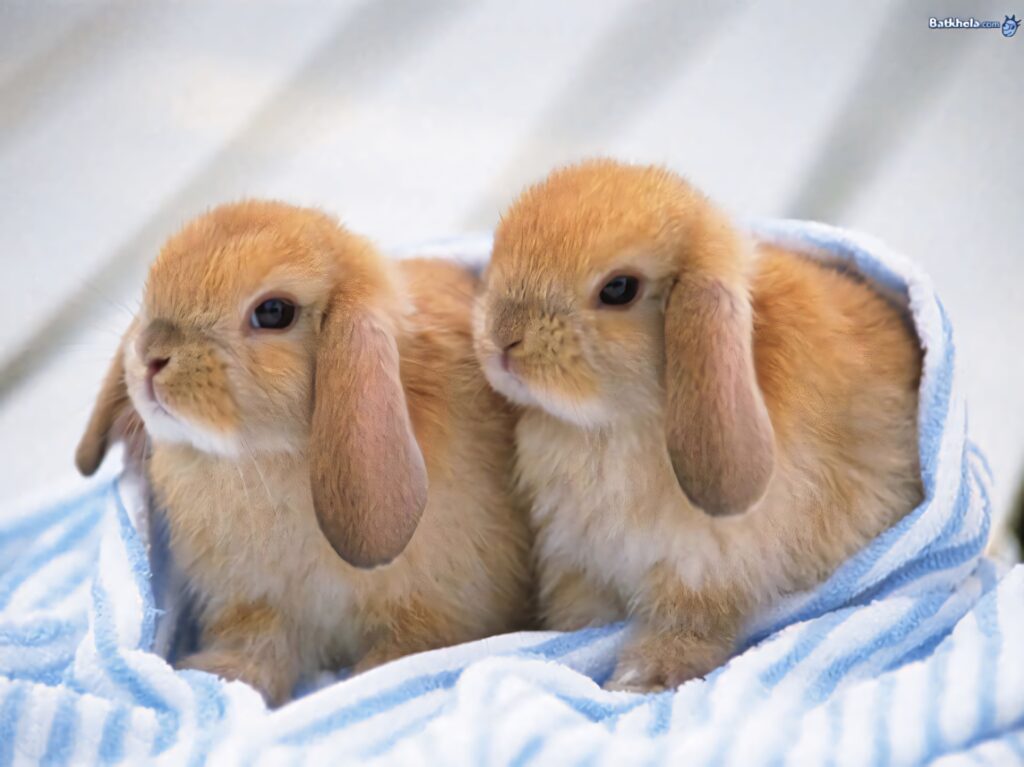 Adorable Baby Rabbits Snuggling on Blue-Striped Blanket Wallpaper
