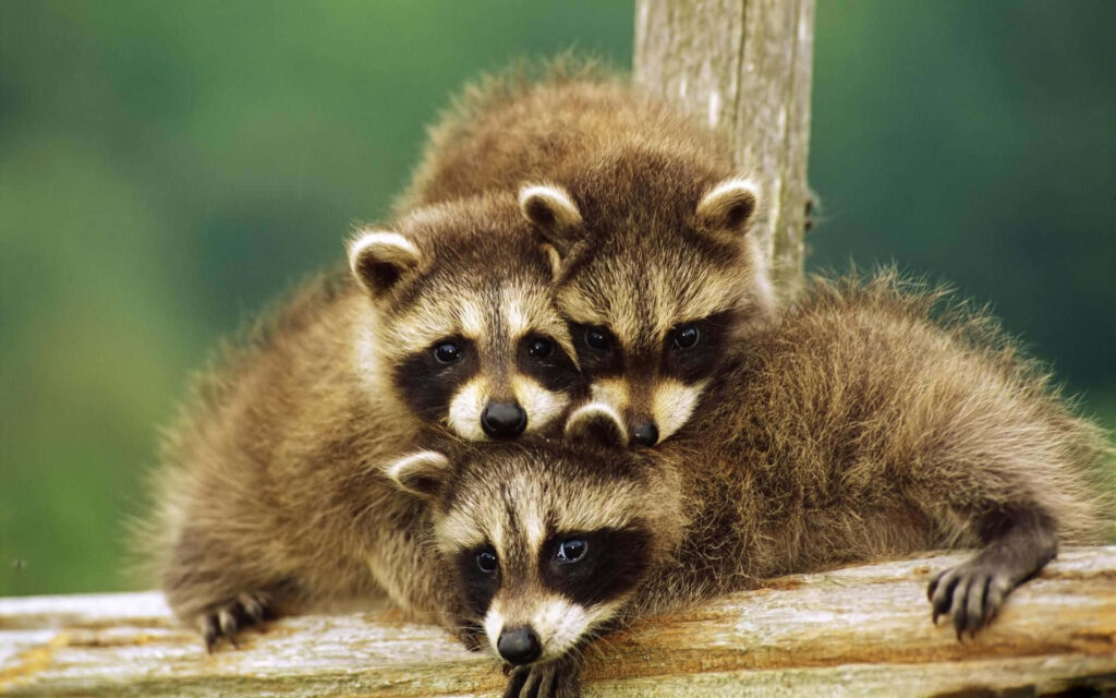 Adorable Baby Raccoons on Branch with Natural Green Background Wallpaper