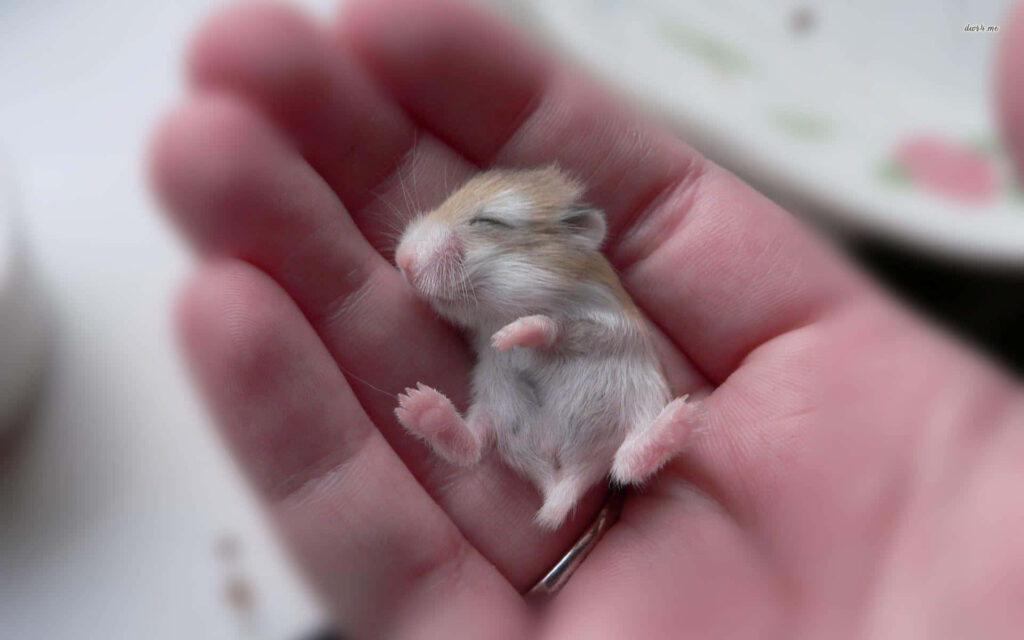 Adorable Baby Rat in Hand | Heartwarming Close-Up Wallpaper