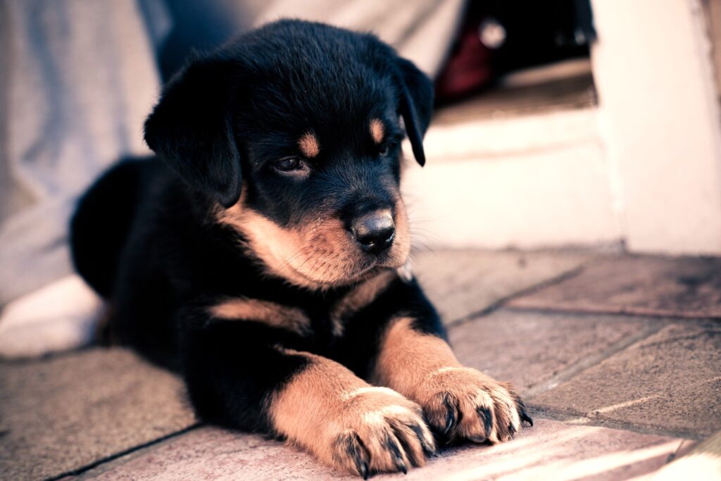 Adorable Baby Rottweiler Puppy Wallpaper - Cute & Fluffy Background