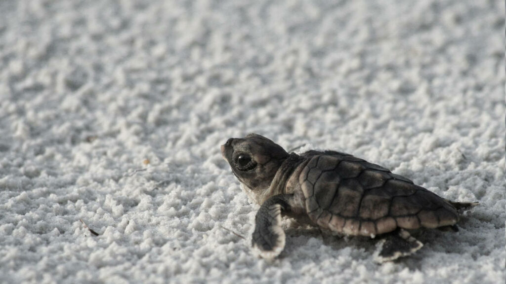 Adorable Baby Sea Turtle on Sandy Beach - Nature Wallpaper