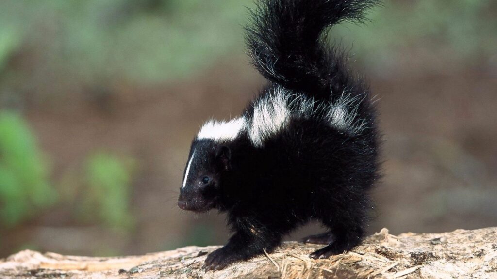 Adorable Baby Skunk Wallpaper: Cute Fur on Textured Surface