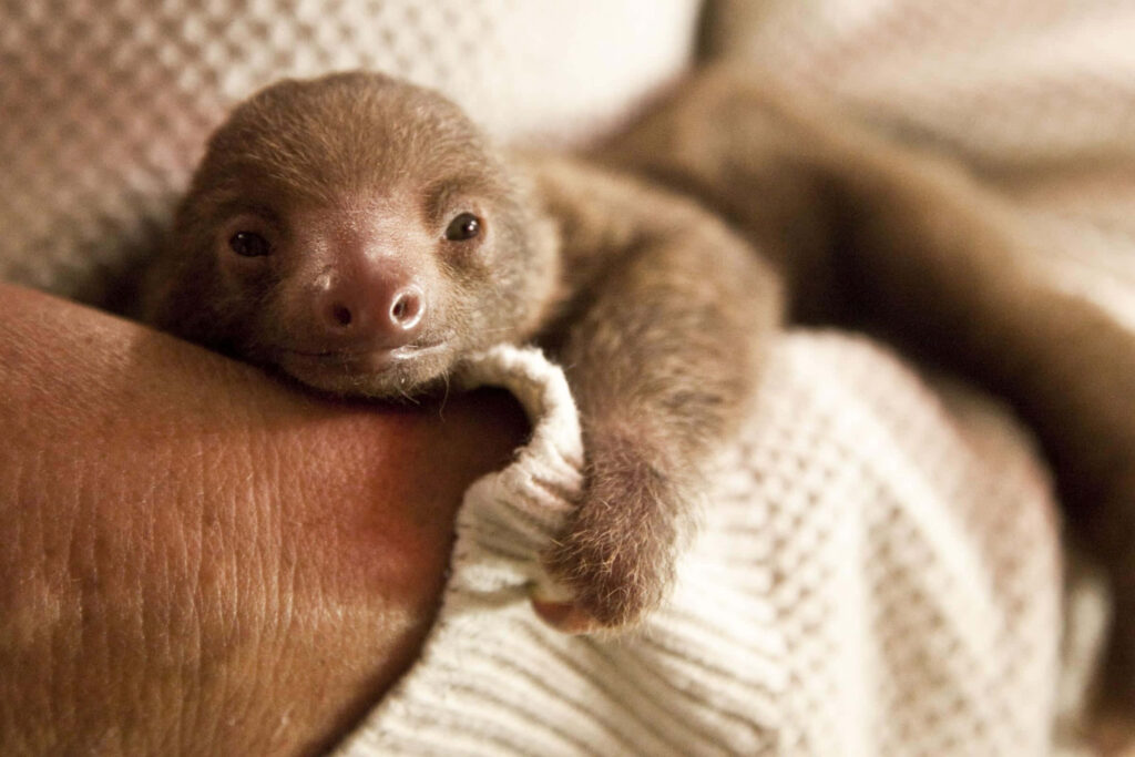 Adorable Baby Sloth Wallpaper: Calm Curiosity & Soft Fur Close-Up