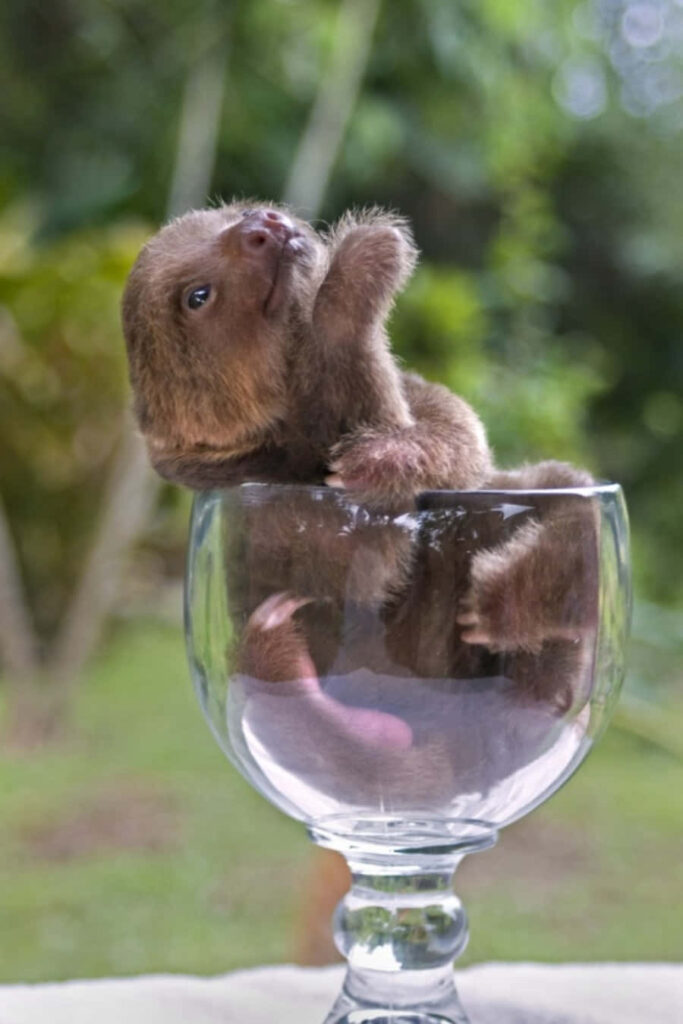 Adorable Baby Sloth in Glass Cup - Charming Green Background Wallpaper