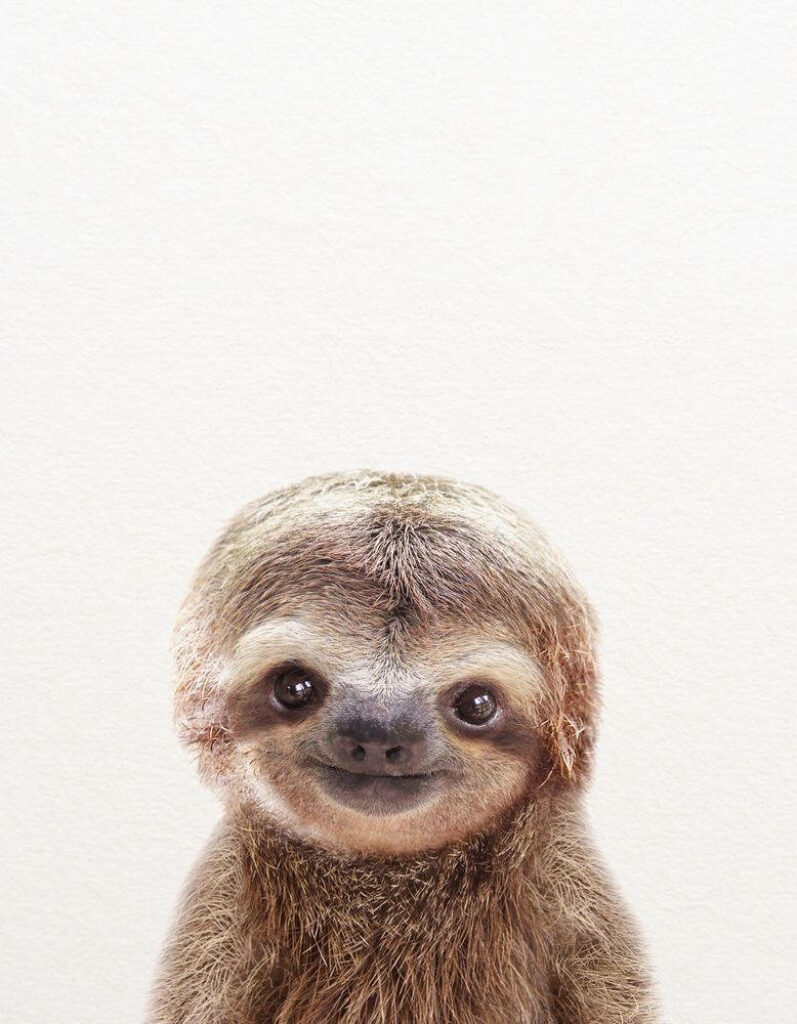 Adorable Baby Sloth Wallpaper: Charming & Calming Background