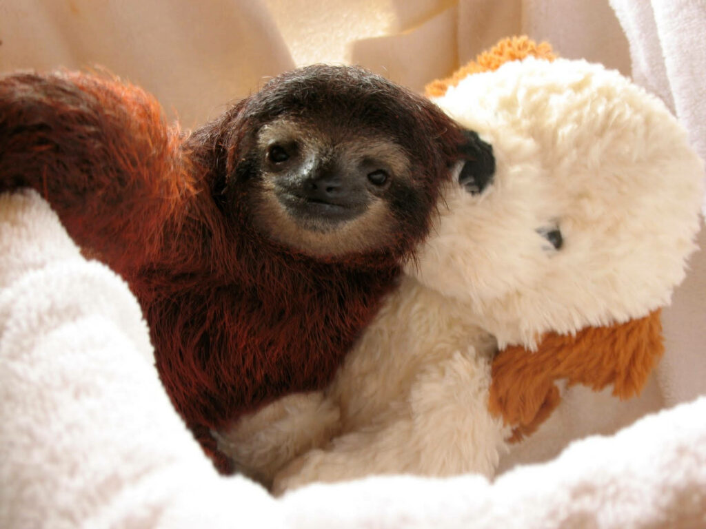 Adorable Baby Sloth Wallpaper: Cozy & Cute Background for Any Space