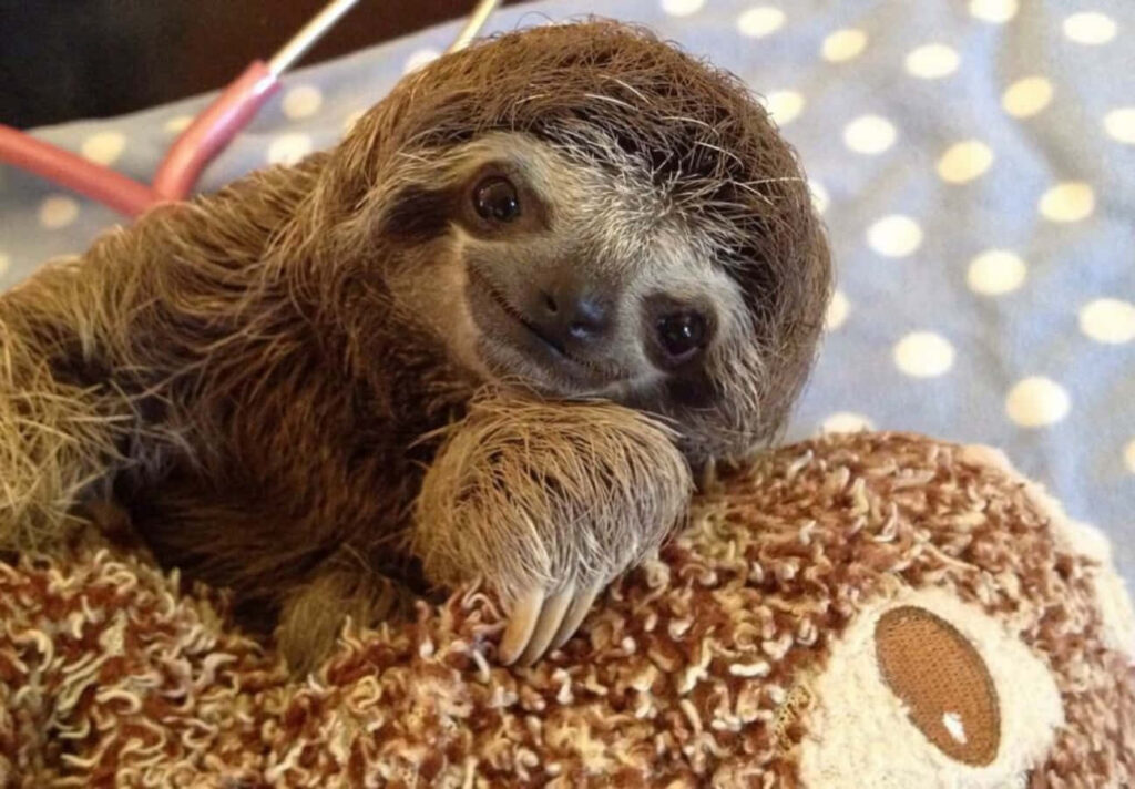Adorable Baby Sloth on Plush Toy: Cozy Polka-Dotted Background Wallpaper