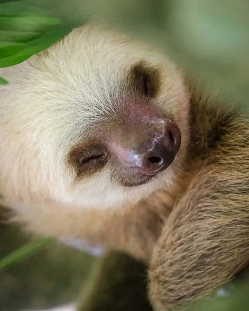 Adorable Baby Sloth Wallpaper: Serene Close-Up for Animal Lovers
