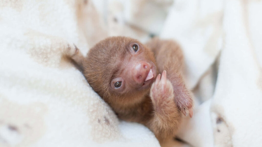 Adorable Baby Sloth Wallpaper: Soft Blanket & Playful Charm