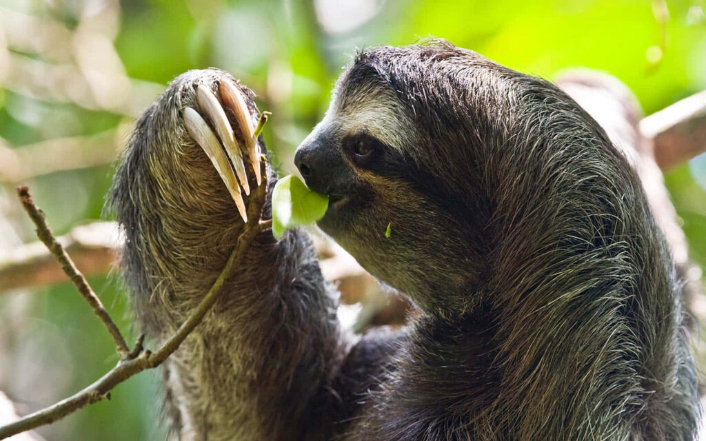Adorable Baby Sloth Among Tree Branches - Cuteness Overloaded Wallpaper