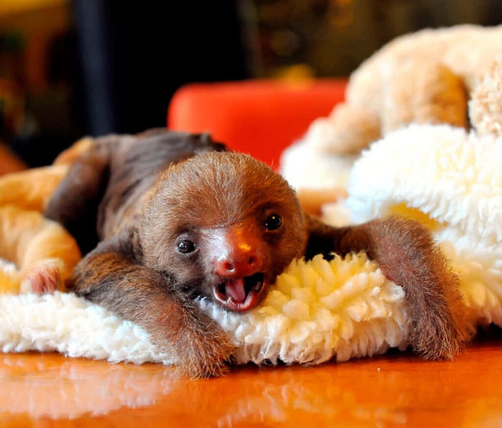 Adorable Baby Sloth Lounging on Plush Blanket - Heartwarming Wallpaper