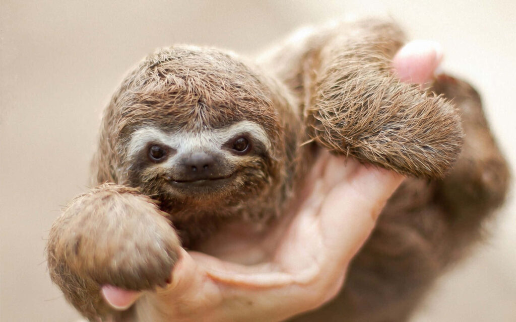 Adorable Baby Sloth in Hand: Heartwarming Nature Wallpaper