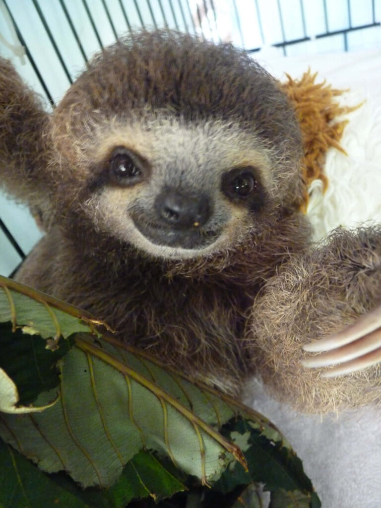 Adorable Baby Sloth Wallpaper: Sunny Day Charm & Wildlife Beauty