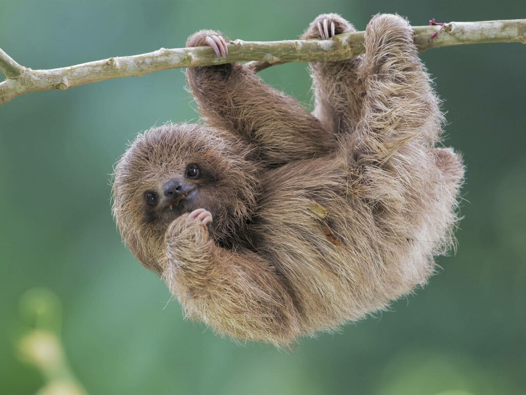 Adorable Baby Sloth Hanging on Branch - Heartwarming Nature Background Wallpaper