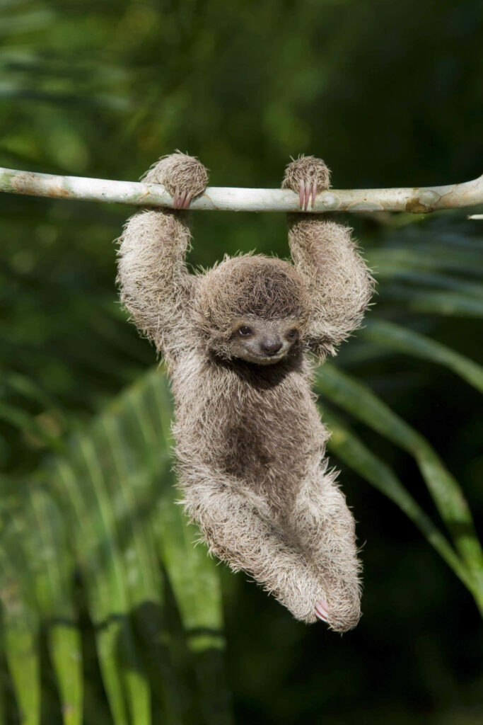 Adorable Baby Sloth Hanging on Tree Branch with Lush Green Background Wallpaper