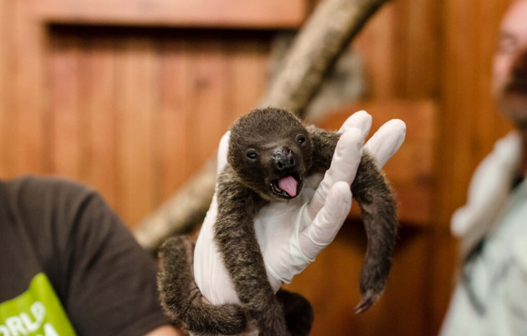 Adorable Baby Sloth Held Gently Against Cozy Wooden Background Wallpaper