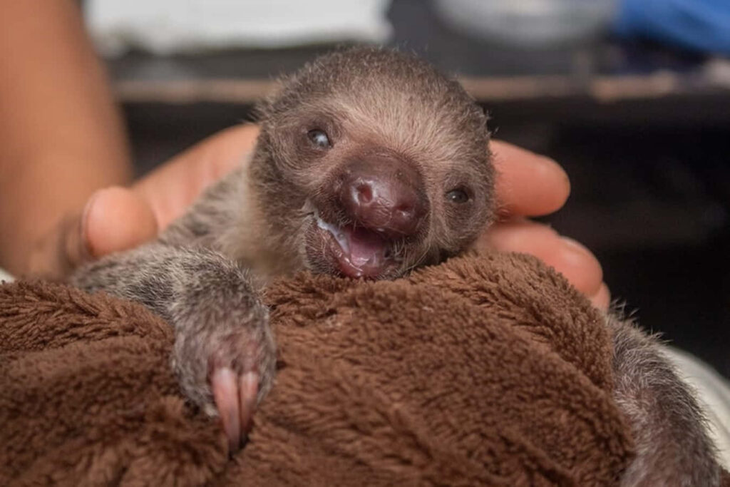 Adorable Sloth Snuggling on Soft Brown Rug - Heartwarming Wallpaper