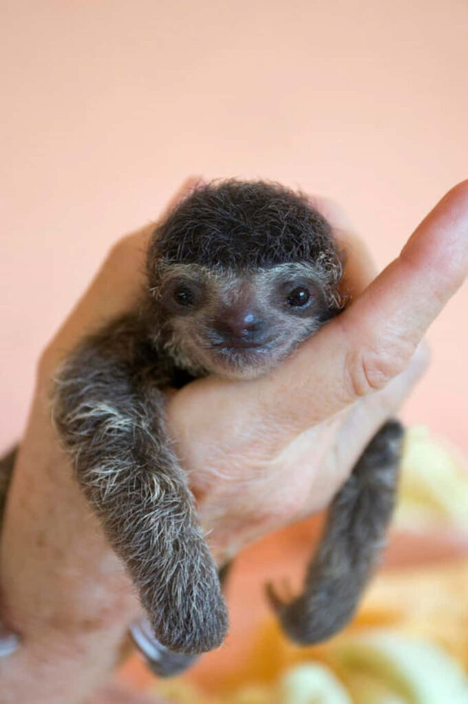 Heartwarming Baby Sloth Wallpaper with Soft Fur and Warm Background