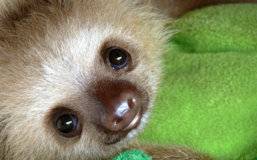 Adorable Baby Sloth Wallpaper: Gentle Eyes on Vibrant Green Background