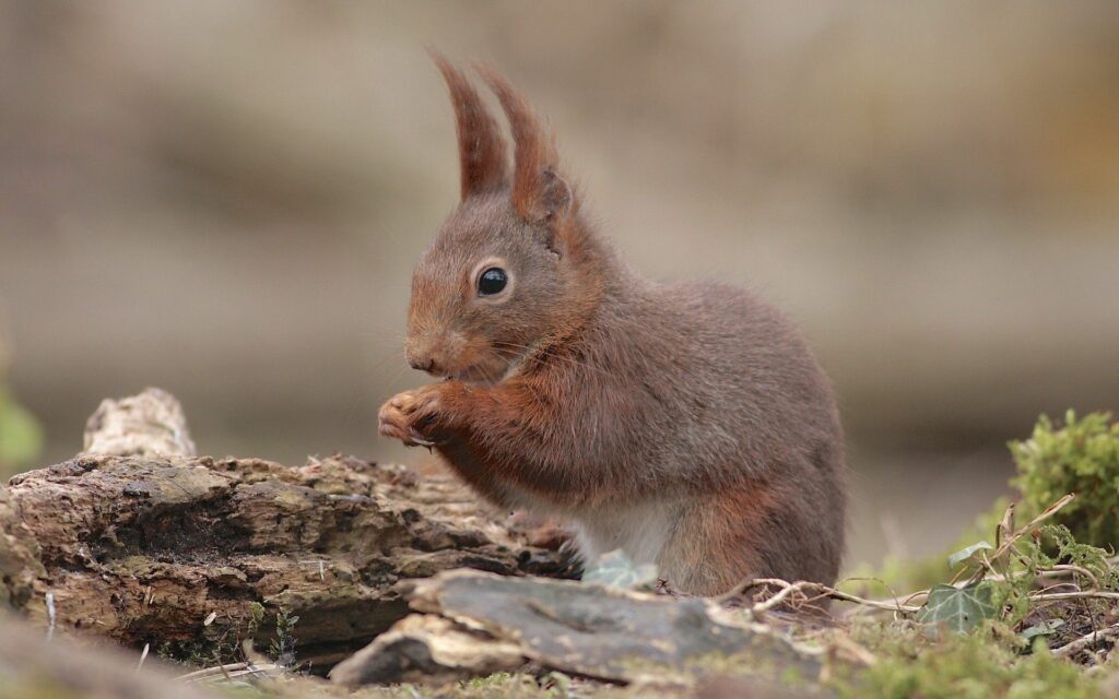 Charming Baby Squirrel on Mossy Log - Serene Nature Wallpaper