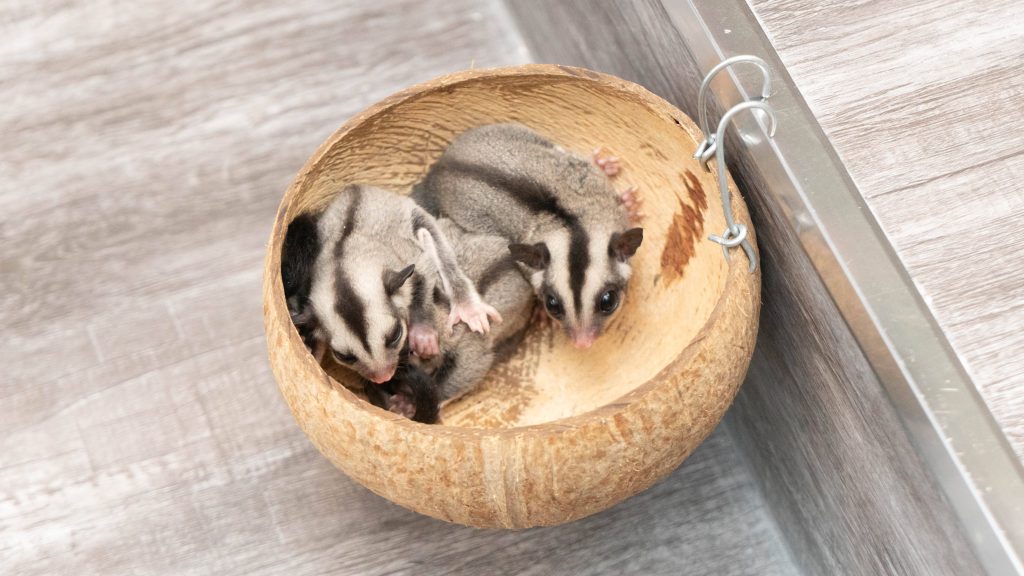 Two baby sugar gliders cuddle inside a rustic coconut bowl with expressive eyes close-up Wallpaper