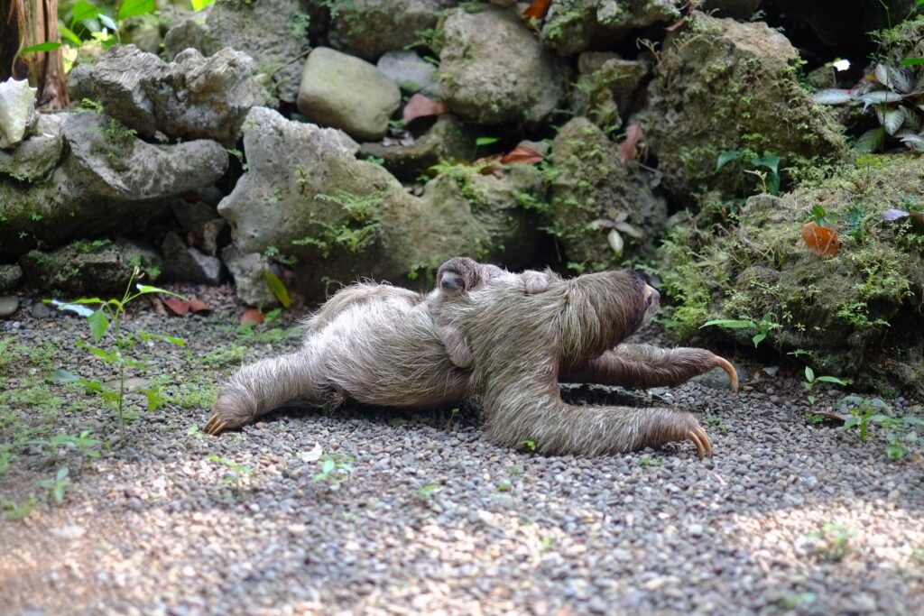 Adorable Baby Three-Toed Sloth Walking in Lush Greenery Background Wallpaper