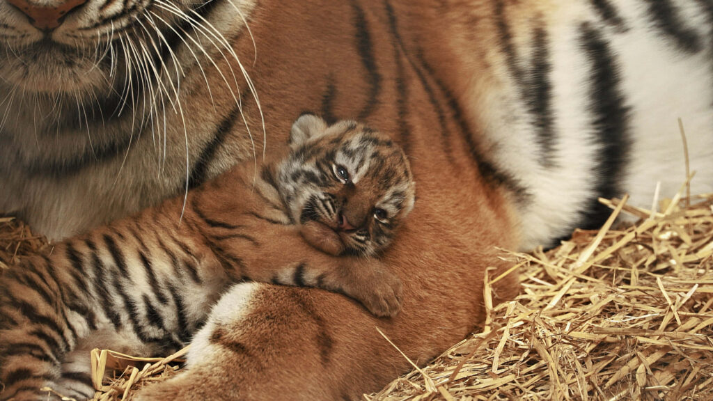 Adorable Baby Tiger Cub Nestled with Loving Mother in Natural Setting Wallpaper