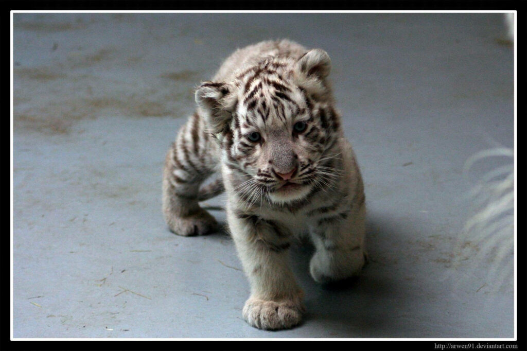 Adorable Baby Tiger Walking: Captivating Wildlife Wallpaper Background
