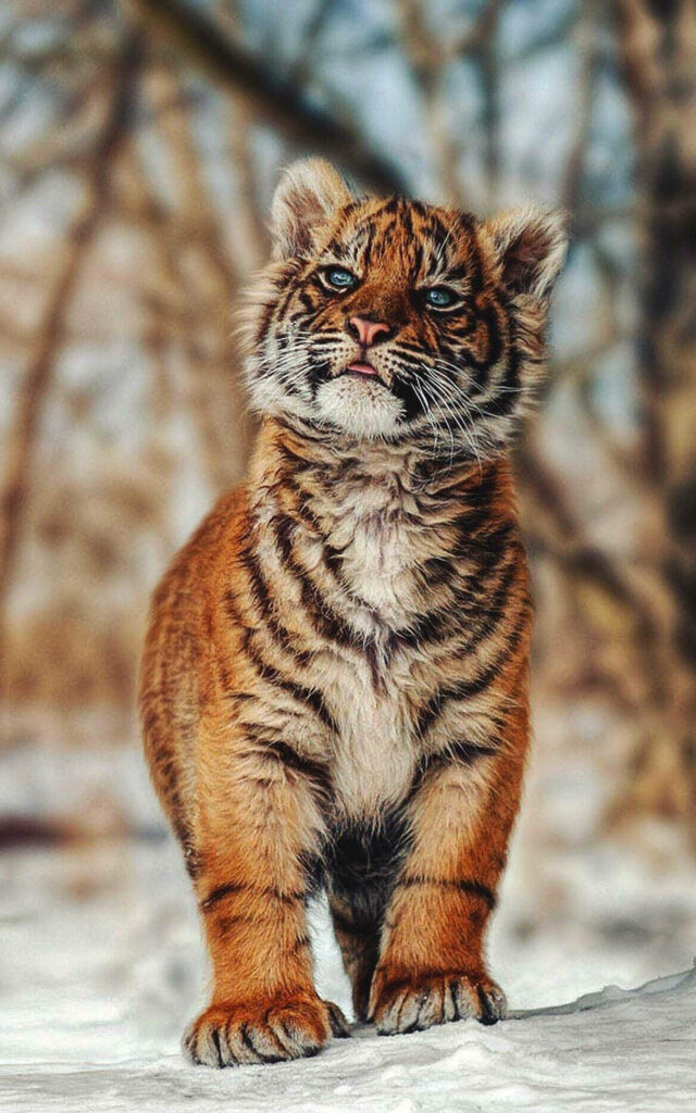 Adorable Baby Tiger in Snowy Landscape: Striking Orange vs White Wallpaper