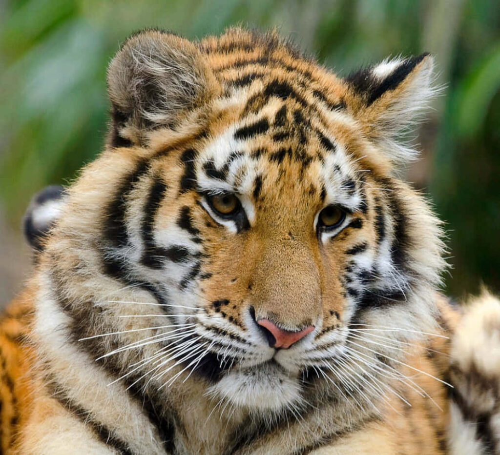 Fluffy Baby Tiger Wallpaper: Captivating Eyes & Vibrant Fur Patterns