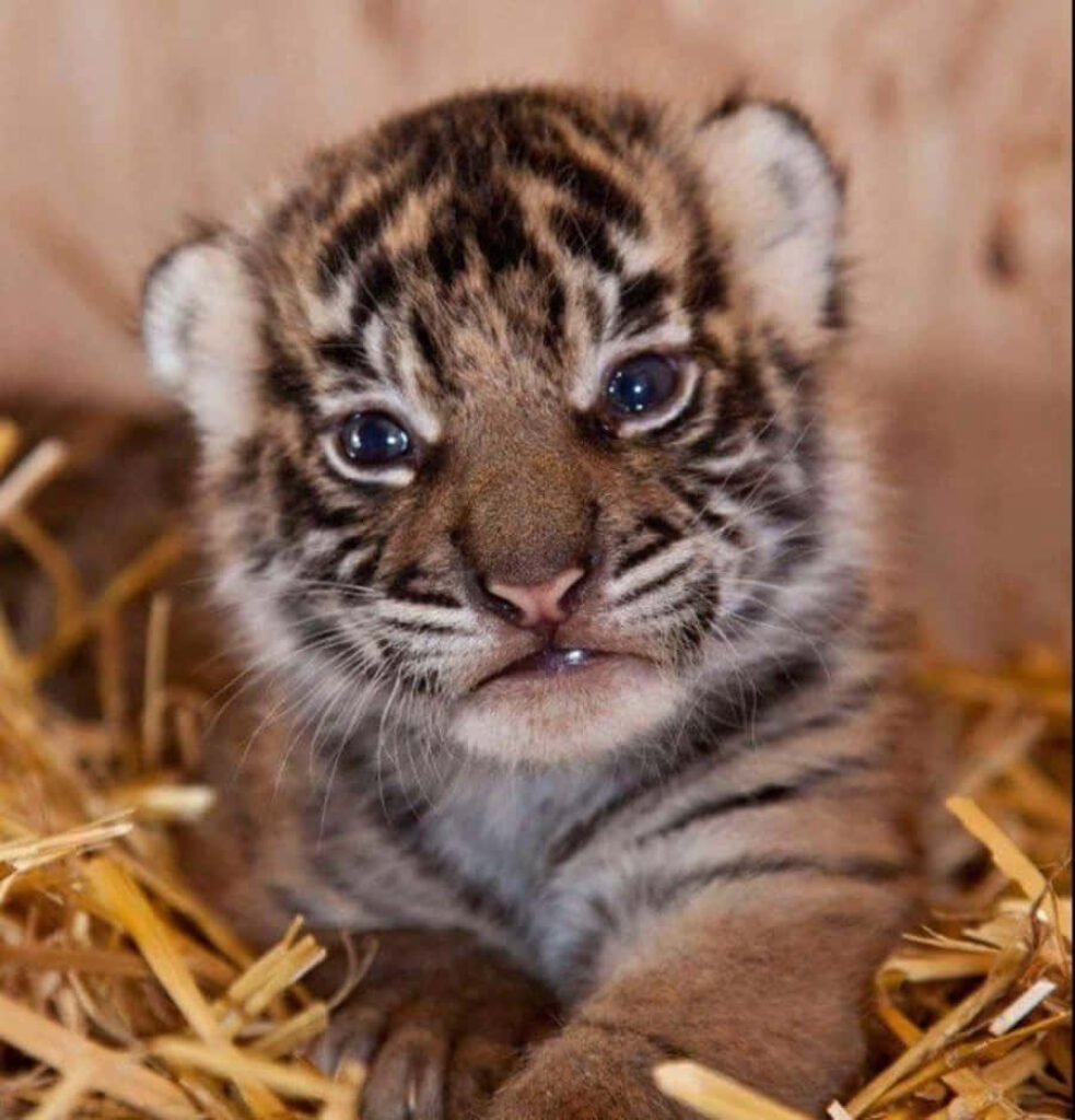 Adorable Baby Tiger Wallpaper: Charming Scene in Soft Straw Background