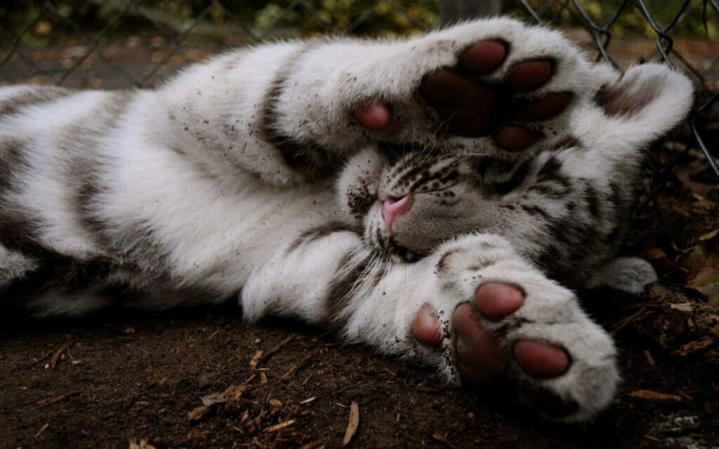Adorable Baby Tiger Wallpaper: Playful Soft Fur in Nature