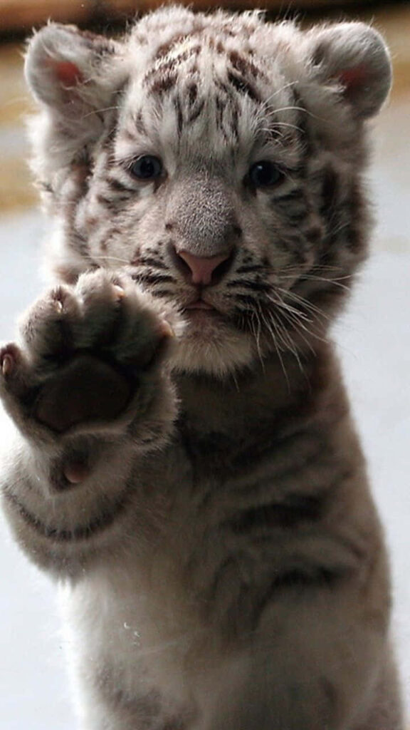 Adorable Baby Tiger Wallpaper: Playful & Curious on Soft Background