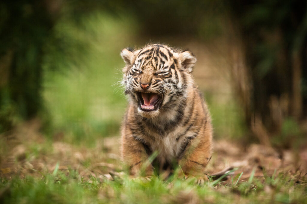Adorable Baby Tiger Roars in Soft Focus Background - Cute Wallpaper
