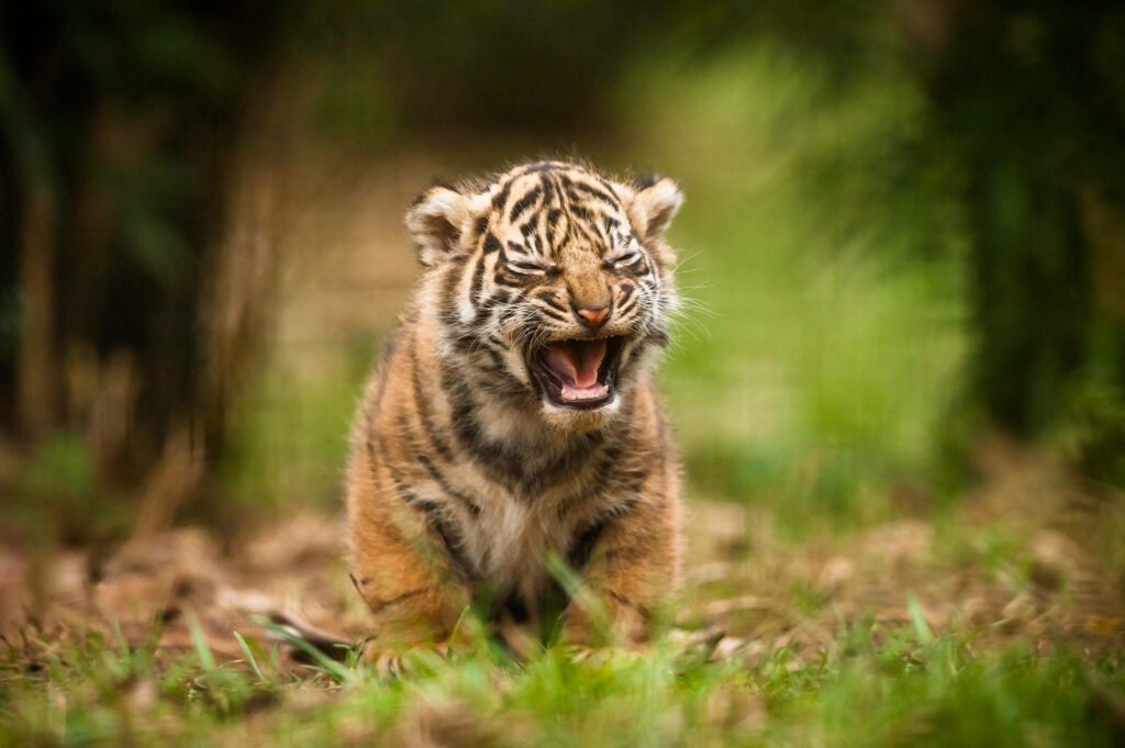 Adorable Baby Tiger Yawning in Lush Greenery - Serene Wallpaper