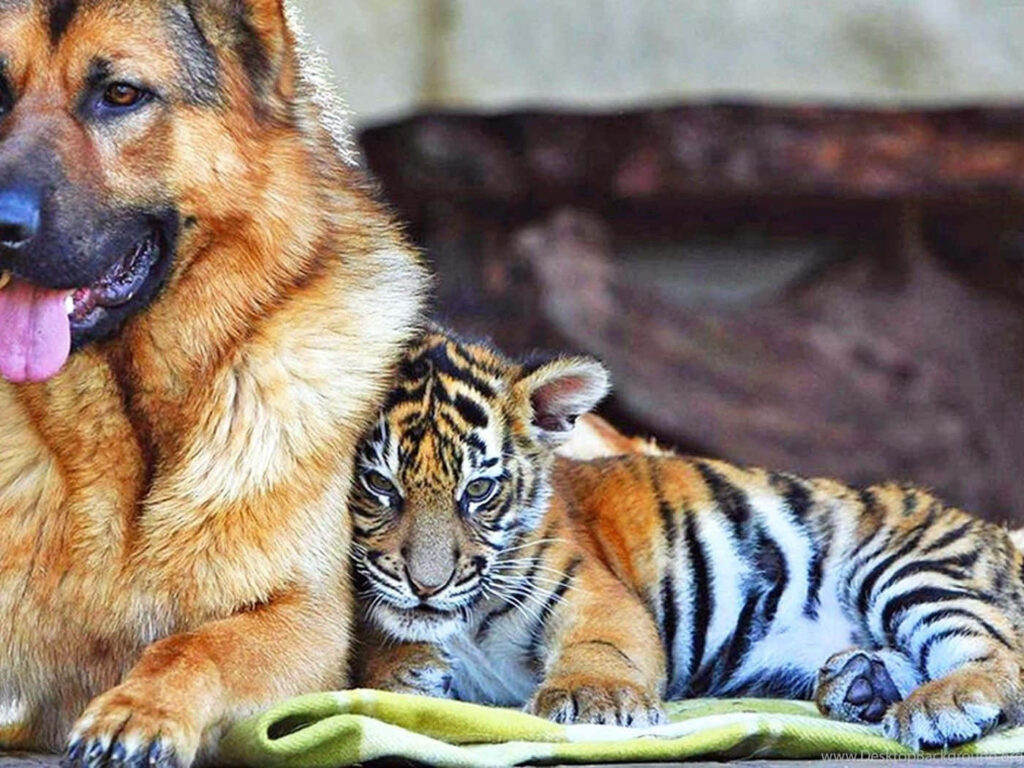 Adorable Baby Tiger Snuggles Dog: Heartwarming Animal Friendship Wallpaper