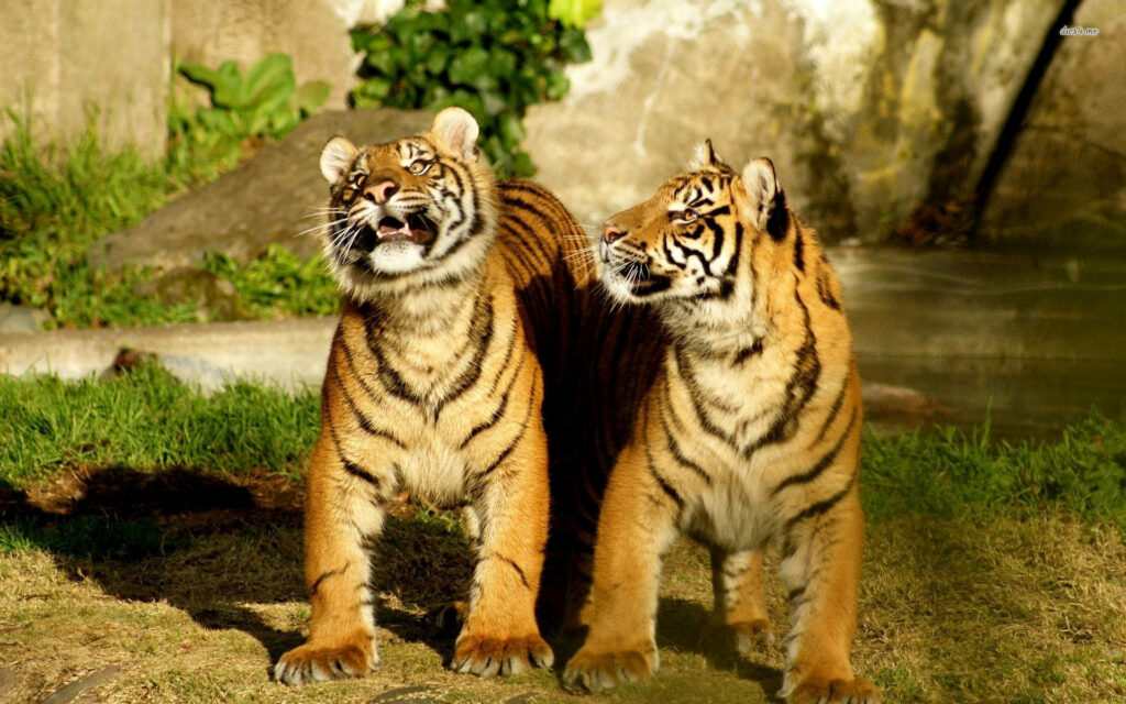Adorable Baby Tigers Exploring Sunlit Grassy Background Wallpaper