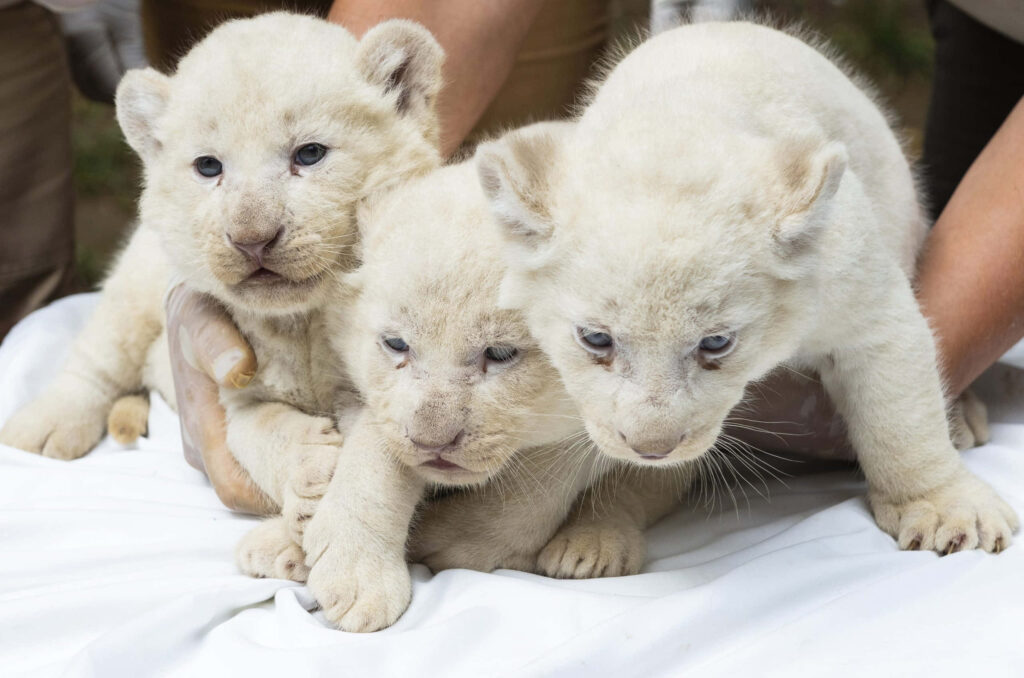 Sunlit Trio of Adorable Baby White Lion Cubs Cuddling Together Wallpaper