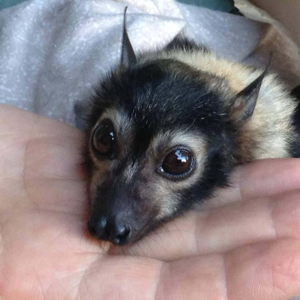 Adorable Close-Up of a Bat in Hands - Cute Animal Wallpaper