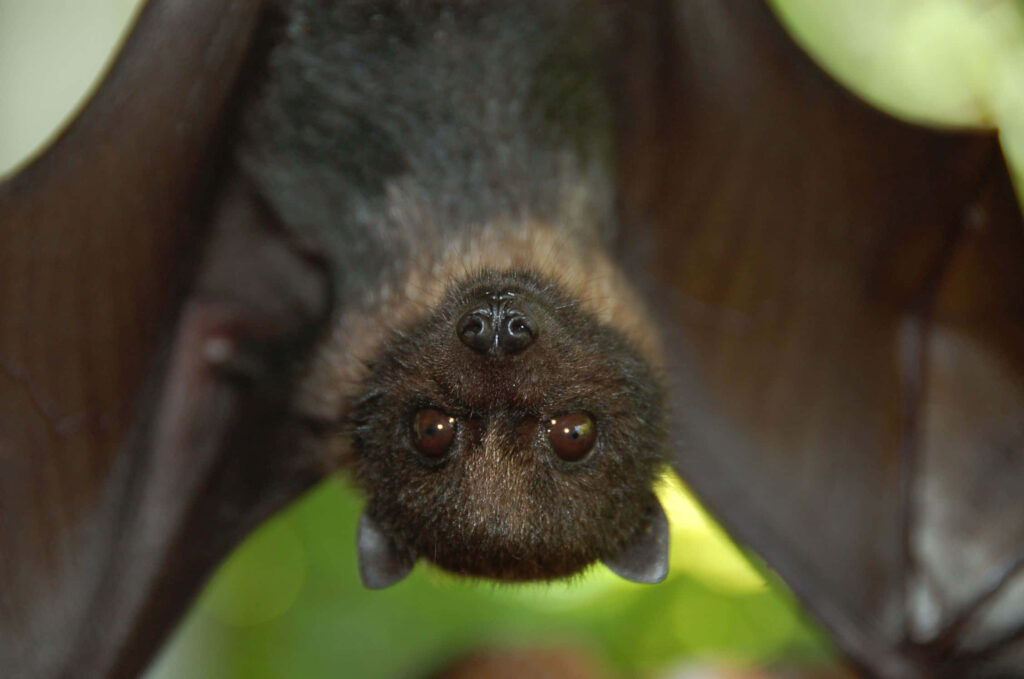 Adorable Bat Hanging Upside Down with Soft Greenery Background Wallpaper