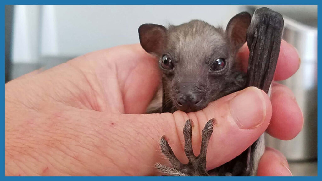 Adorable Bat in Hand: Gentle Human-Wildlife Interaction Wallpaper