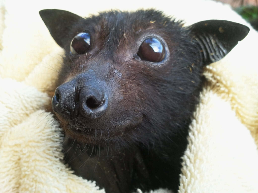 Adorable Bat in Soft Blanket Wallpaper for Sweet Device Background