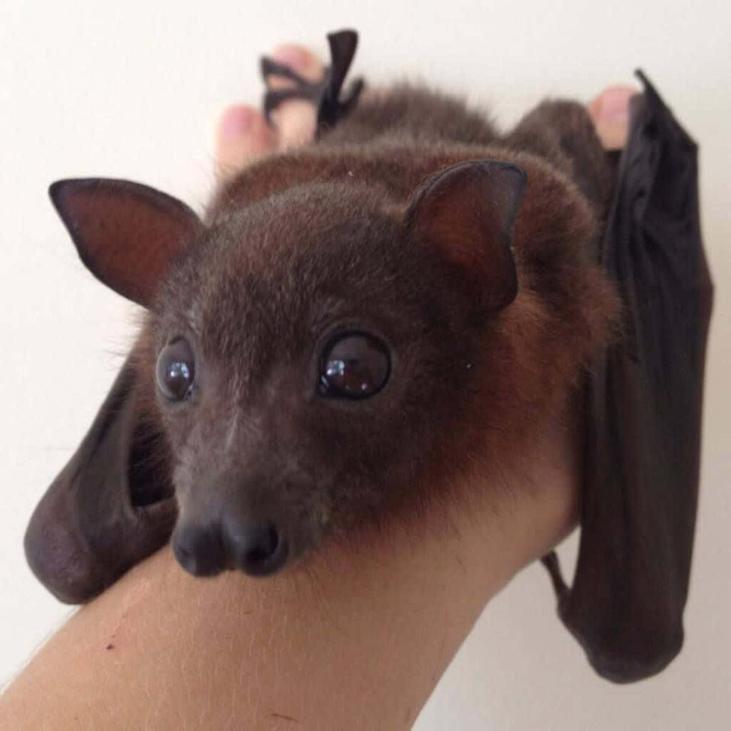 Adorable Bat Perched on Hand - Cute Pet Wallpaper Background