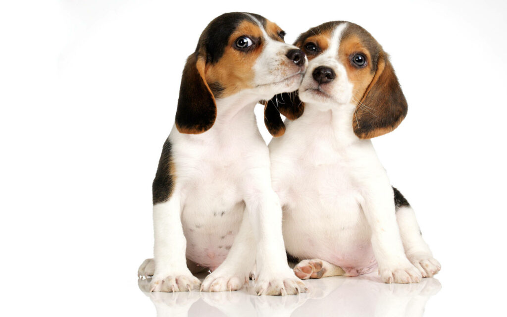 Adorable Beagle Puppies Wallpaper: Perfect for Dog Lovers