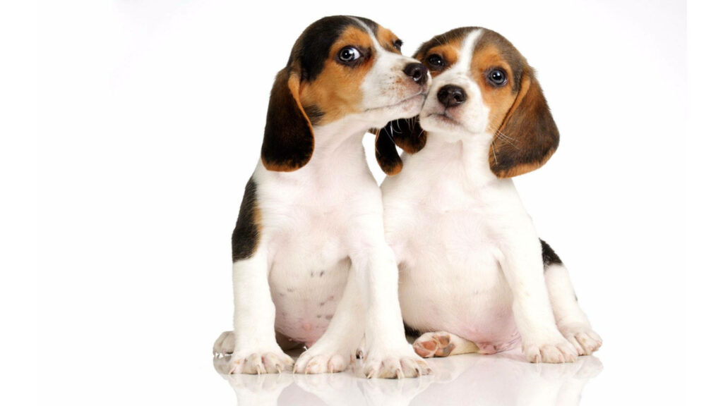 Adorable Beagle Puppies Wallpaper: Playful & Affectionate Background